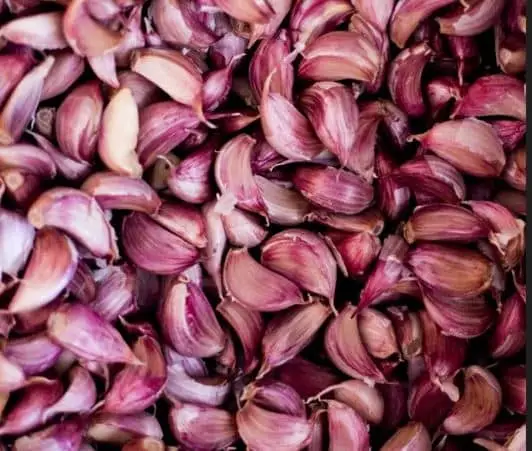 MORADO GARLIC